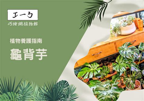 龜背芋養護|植物養護指南